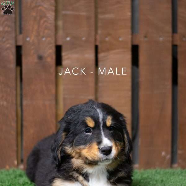 Jack, Bernese Mountain Dog Puppy